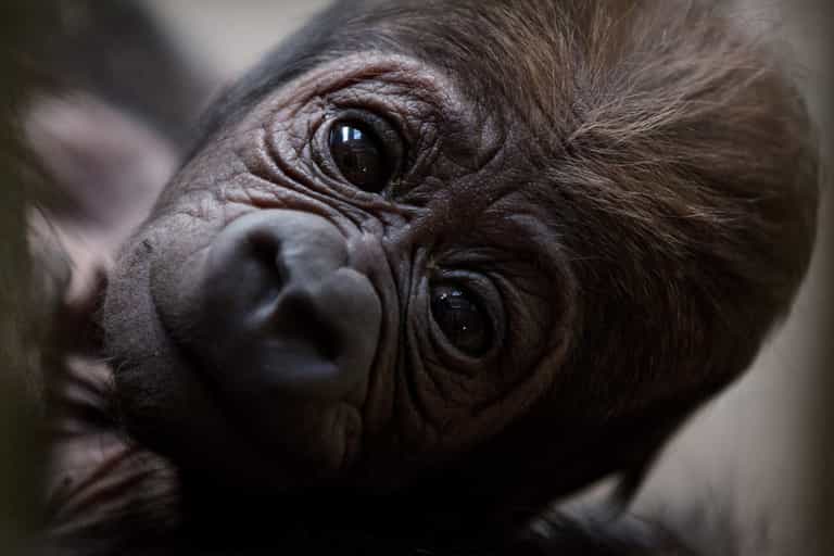 Adorable! There’s a new baby gorilla at Dublin Zoo Adorable! There’s a new baby gorilla at Dublin Zoo