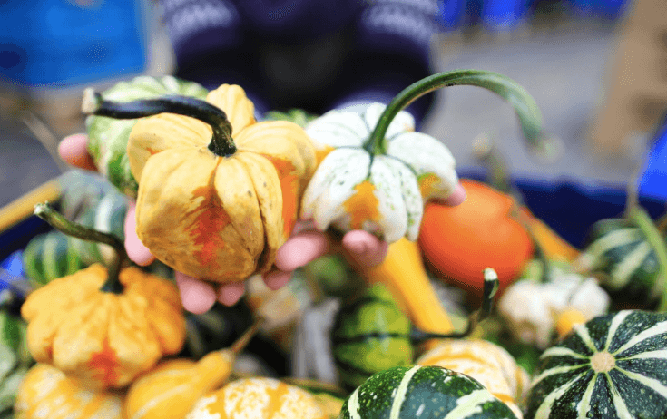 You can now buy adorable mini pumpkins in Tesco for one euro a go You can now buy adorable mini pumpkins in Tesco for one euro a go
