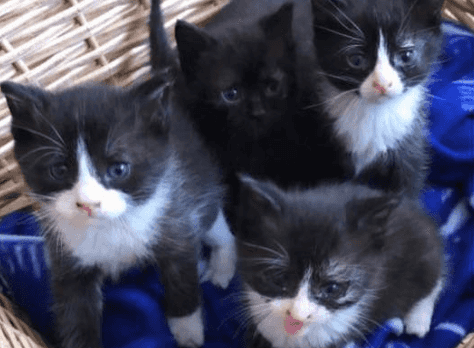 Five-week-old kittens rescued from burning building in Offaly Five-week-old kittens rescued from burning building in Offaly
