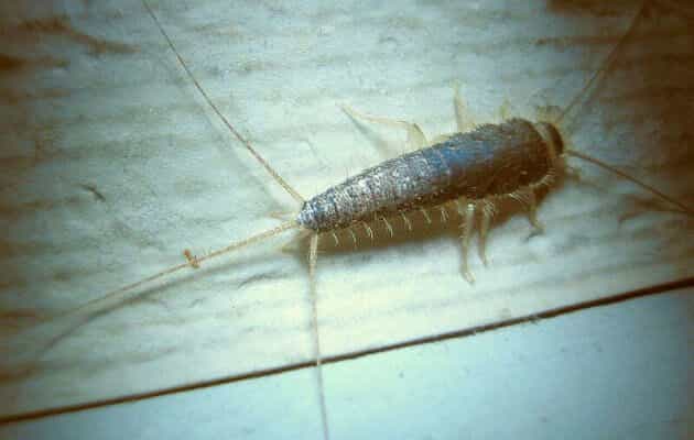 Dublin sees massive increase in skin-eating Silverfish insects Dublin sees massive increase in skin-eating Silverfish insects