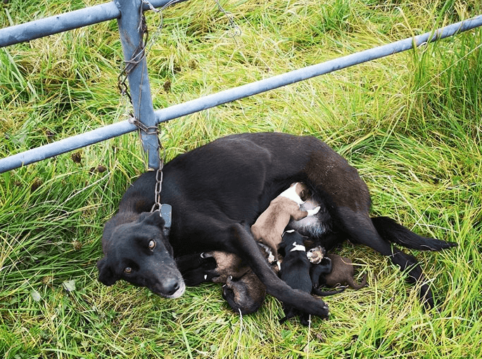 Dog found chained to gate while trying to nurse six puppies in Roscommon Dog found chained to gate while trying to nurse six puppies in Roscommon