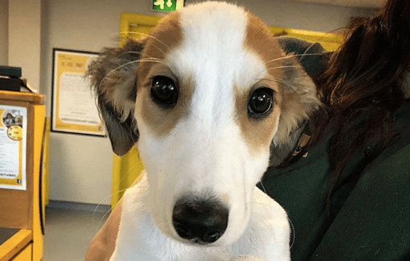WATCH: Dogs Trust release Christmas advert and it’s important viewing for everyone WATCH: Dogs Trust release Christmas advert and it’s important viewing for everyone