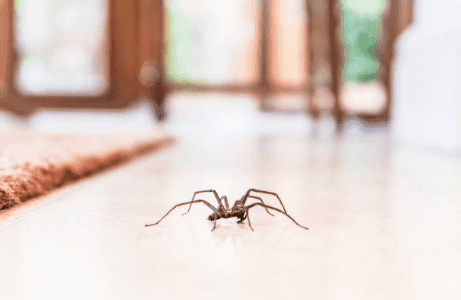 The definitive guide to keeping spiders out of your home this winter The definitive guide to keeping spiders out of your home this winter