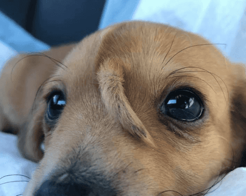 ‘Unicorn puppy’ with tail growing from his head is the most perfect little guy ‘Unicorn puppy’ with tail growing from his head is the most perfect little guy