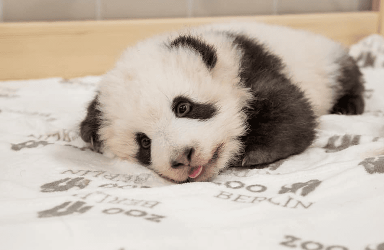 Berlin Zoo’s baby panda twins are three months old and they’re SO cute Berlin Zoo’s baby panda twins are three months old and they’re SO cute