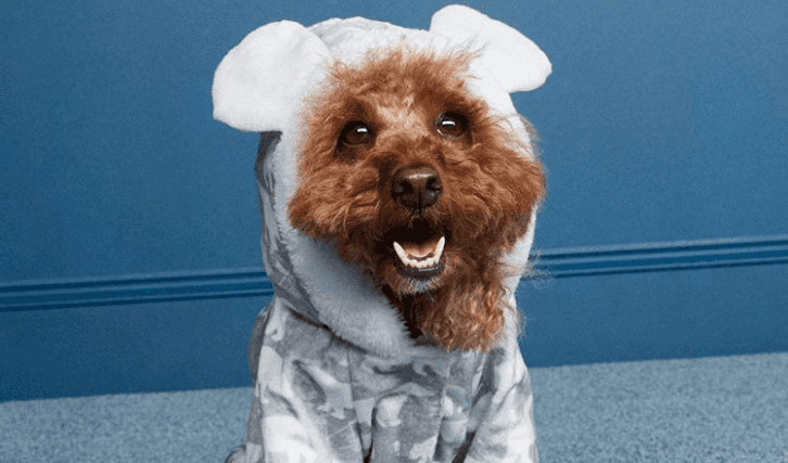 You need to see Penneys’ adorable new dog jammies that are only €8 You need to see Penneys’ adorable new dog jammies that are only €8