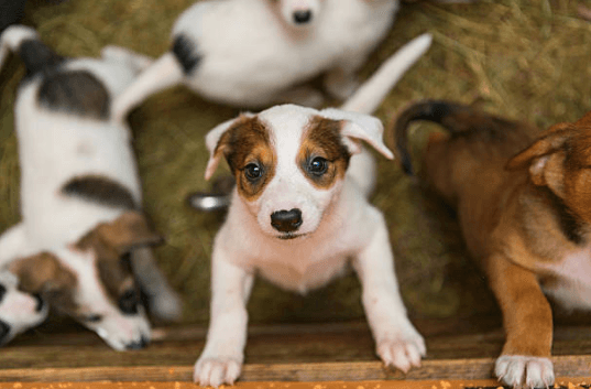 ISPCA urges public not to buy or give puppies as presents for Christmas ISPCA urges public not to buy or give puppies as presents for Christmas