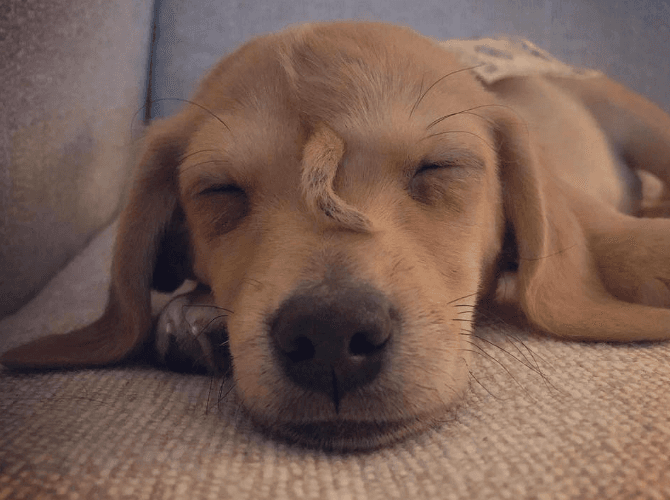 Narwhal the ‘unicorn puppy’ is officially being trained as a therapy dog Narwhal the ‘unicorn puppy’ is officially being trained as a therapy dog