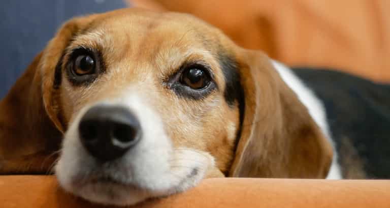 Public warned to be vigilant of bogus dog wardens trying to steal dogs Public warned to be vigilant of bogus dog wardens trying to steal dogs