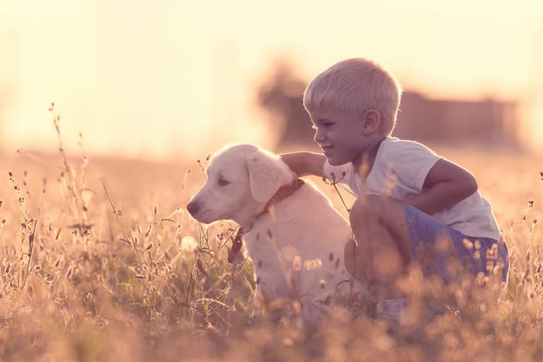 Seven-year-old boy wins award after rescuing more than a thousand dogs Seven-year-old boy wins award after rescuing more than a thousand dogs