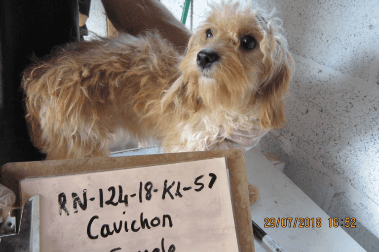 Illegal puppy farm owners in Roscommon convicted of animal cruelty Illegal puppy farm owners in Roscommon convicted of animal cruelty