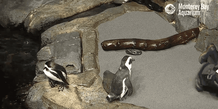 Feeling overwhelmed? An aquarium livestream might be a decent distraction Feeling overwhelmed? An aquarium livestream might be a decent distraction