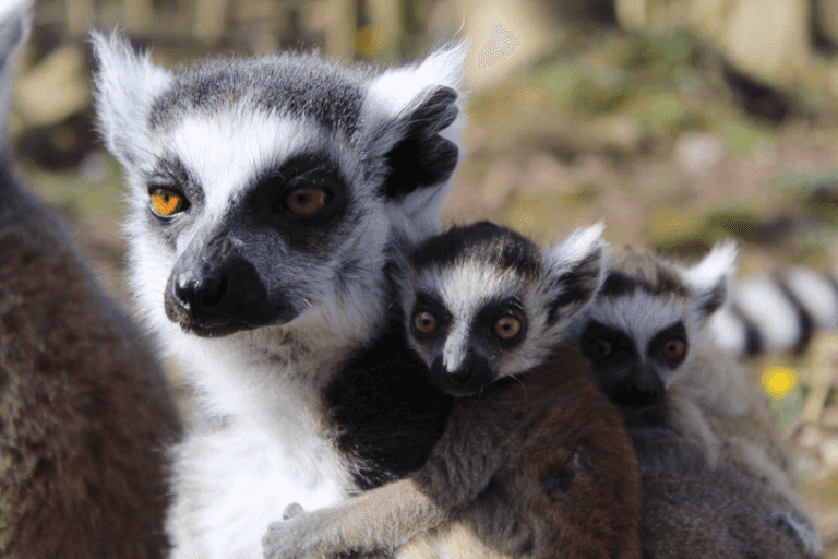 Finally, some good news: Twin lemurs have been born in Tayto Park Finally, some good news: Twin lemurs have been born in Tayto Park