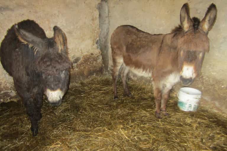 Six donkeys and two ponies rescued from ‘terrible’ living conditions in Co. Donegal Six donkeys and two ponies rescued from ‘terrible’ living conditions in Co. Donegal
