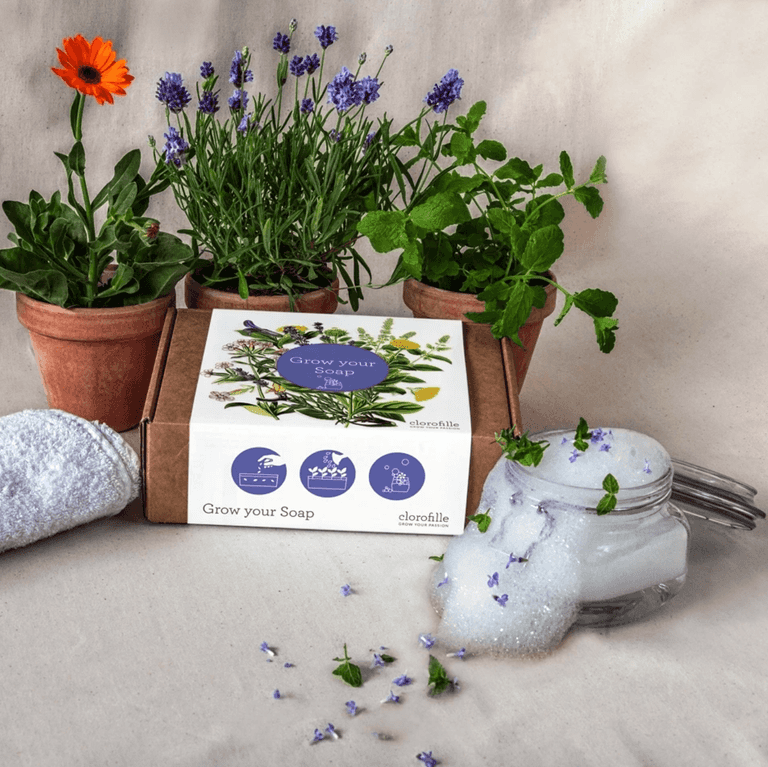 There is an Irish toy company is selling plants that you can use to grow your own soap There is an Irish toy company is selling plants that you can use to grow your own soap