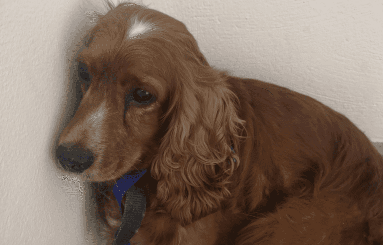 Gardaí seek public’s assistance in returning stolen dog to her home Gardaí seek public’s assistance in returning stolen dog to her home