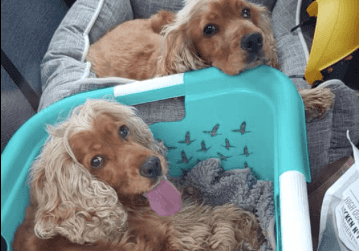 “The nightmare for Topsy and Turvy can finally end” Missing dogs are reunited and it’s the best news “The nightmare for Topsy and Turvy can finally end” Missing dogs are reunited and it’s the best news