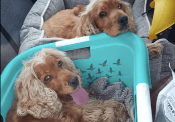 “The nightmare for Topsy and Turvy can finally end” Missing dogs are reunited and it’s the best news “The nightmare for Topsy and Turvy can finally end” Missing dogs are reunited and it’s the best news