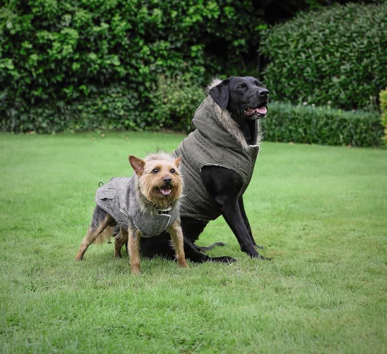 Aldi is selling Parka jackets for dogs next week and yes they have a hood Aldi is selling Parka jackets for dogs next week and yes they have a hood