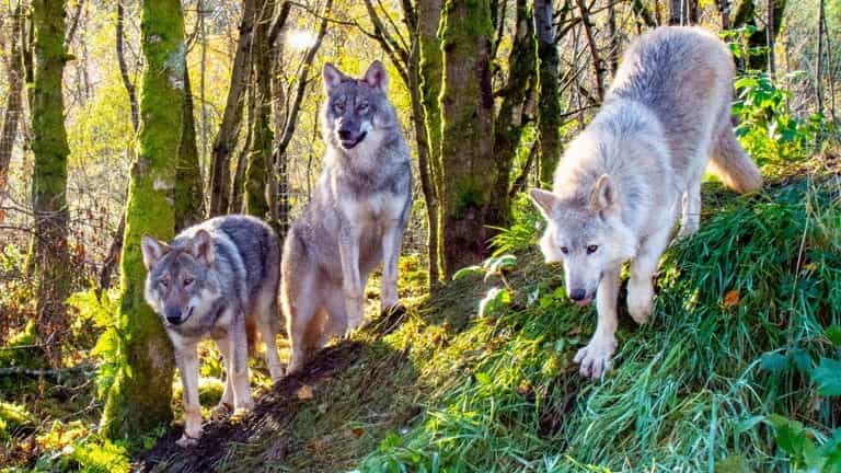 Bears, wolves, lynx and wild boars – thrill the kids with a visit to Wild Ireland in Donegal Bears, wolves, lynx and wild boars – thrill the kids with a visit to Wild Ireland in Donegal
