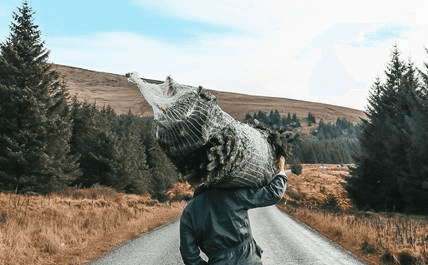 Avoca partners with Christmas tree start-up Pine & Co to offer exclusive tree delivery service Avoca partners with Christmas tree start-up Pine & Co to offer exclusive tree delivery service