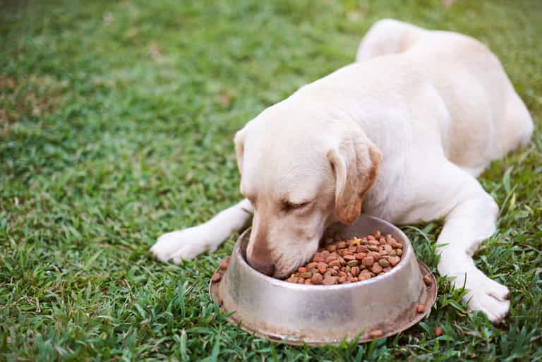 Pet foods recalled after 70 dogs die in US Pet foods recalled after 70 dogs die in US