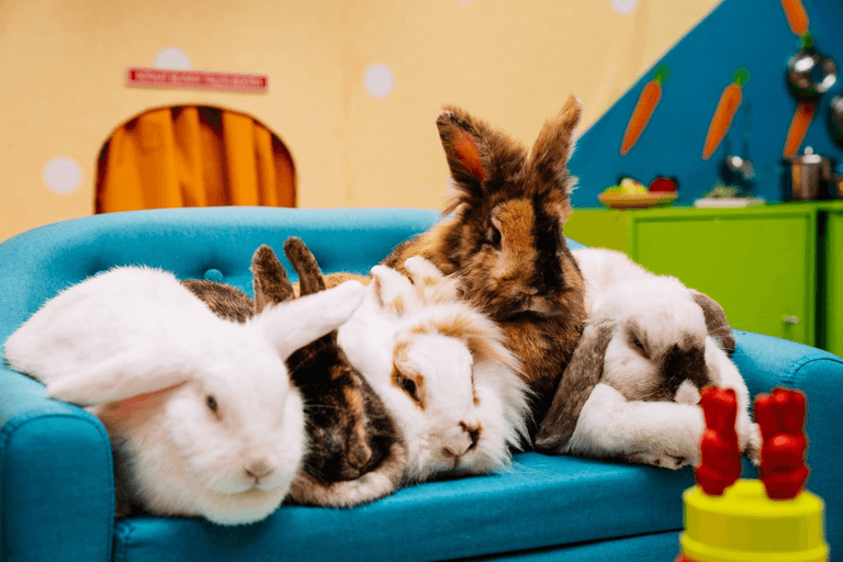 What’s up Doc? The world’s first rabbit reality show has just launched What’s up Doc? The world’s first rabbit reality show has just launched