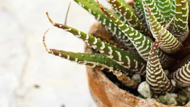 Plants forever dying? Here’s how an ice cube might just keep them alive for longer Plants forever dying? Here’s how an ice cube might just keep them alive for longer