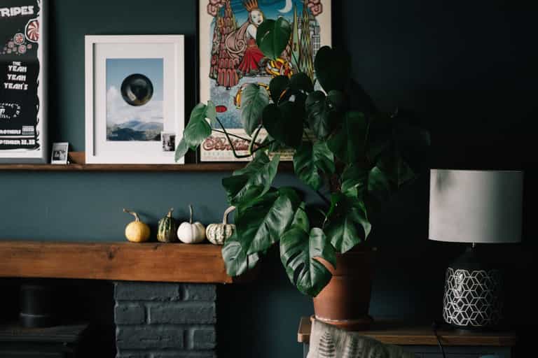 Green-thumb free? Here are five houseplants you couldn’t kill if you tried Green-thumb free? Here are five houseplants you couldn’t kill if you tried