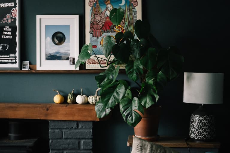 Green-thumb free? Here are five houseplants you couldn’t kill if you tried Green-thumb free? Here are five houseplants you couldn’t kill if you tried