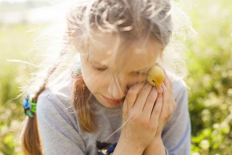 Irish animal charities are asking parents not to buy baby ducks for their children Irish animal charities are asking parents not to buy baby ducks for their children