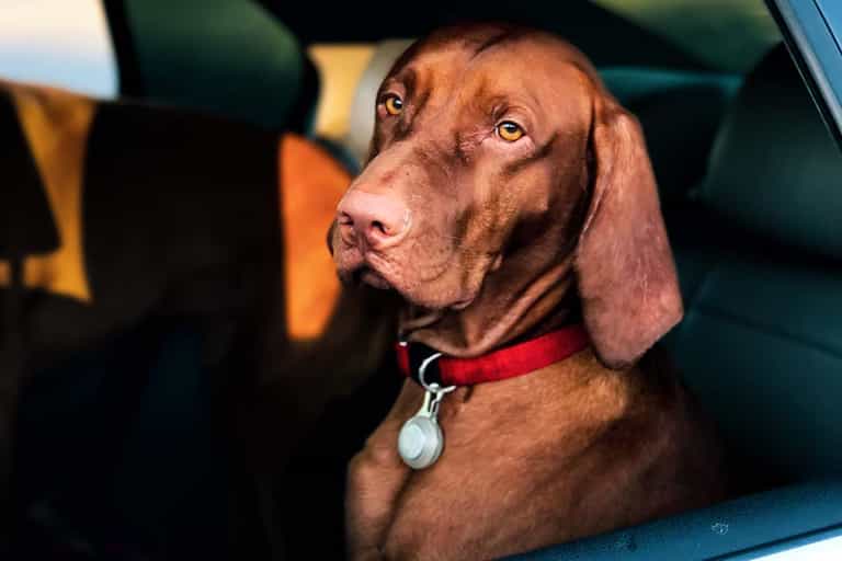 The dangers of leaving pets in hot cars and what to do if you see one The dangers of leaving pets in hot cars and what to do if you see one