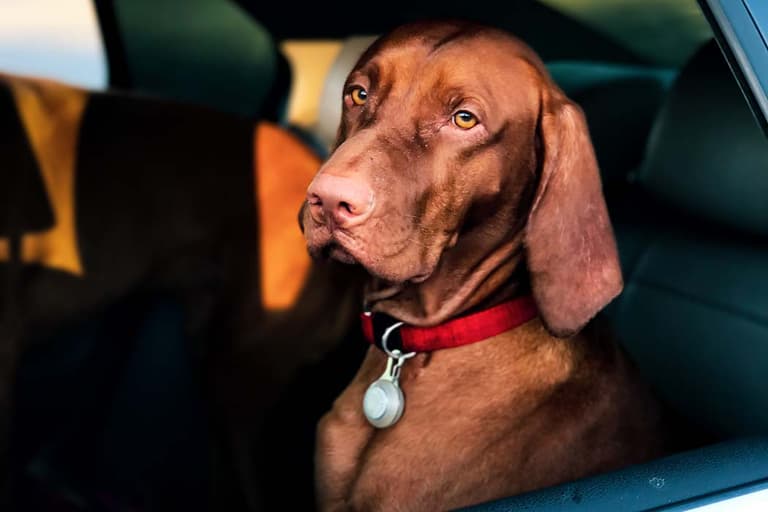 The dangers of leaving pets in hot cars and what to do if you see one The dangers of leaving pets in hot cars and what to do if you see one