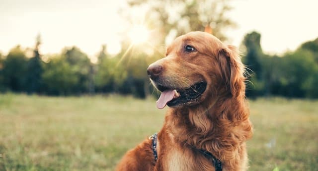 Increase in people giving up their dogs following lockdown Increase in people giving up their dogs following lockdown