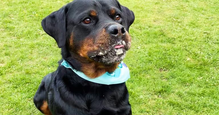 Opinion: Please don’t give up on your rescue dog – they’re so worth it Opinion: Please don’t give up on your rescue dog – they’re so worth it