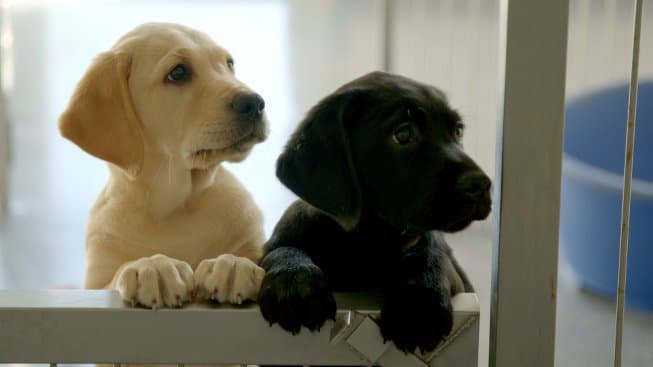 More dogs continue to be surrendered as restrictions ease More dogs continue to be surrendered as restrictions ease