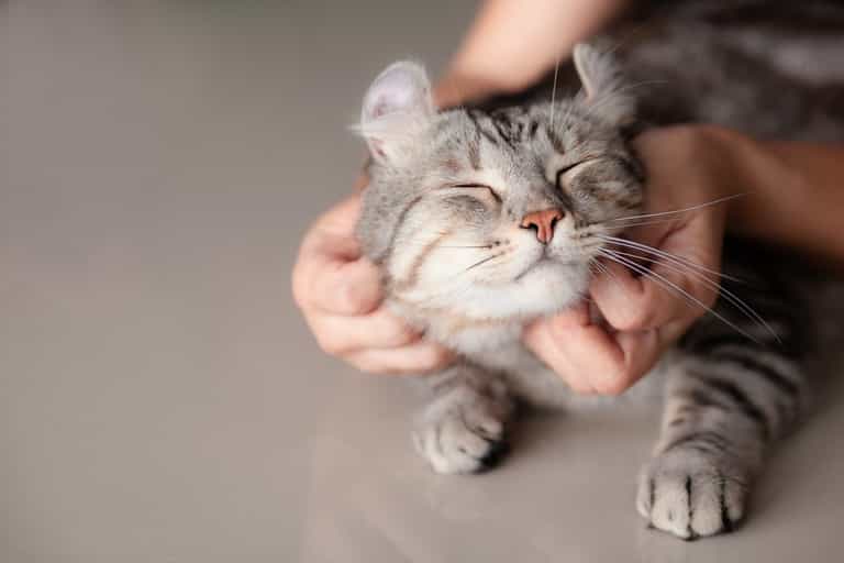 New study finds cats see their owners as parents New study finds cats see their owners as parents