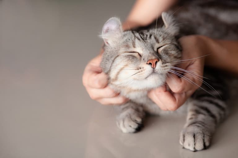 New study finds cats see their owners as parents New study finds cats see their owners as parents