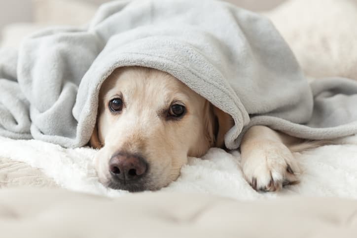 New Colombian law gives workers two days off to mourn their pets New Colombian law gives workers two days off to mourn their pets