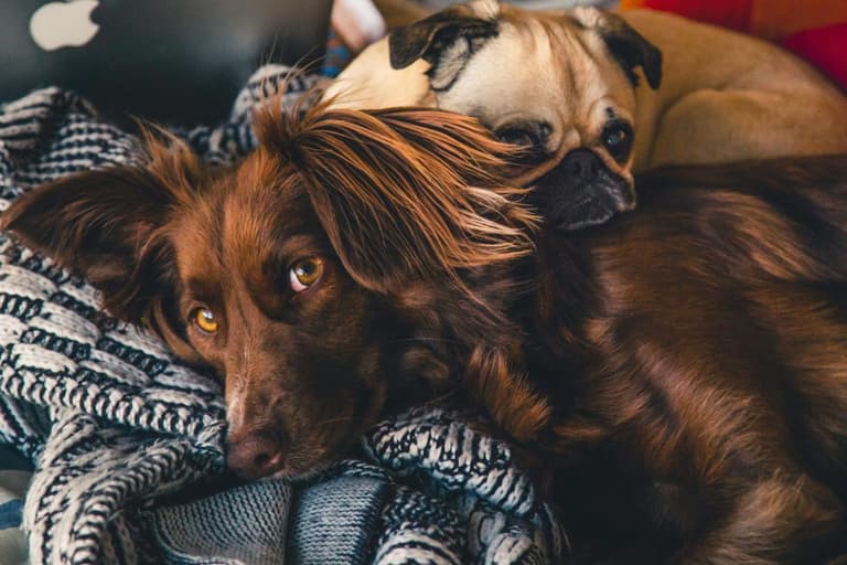 Dogs Trust shares advice if you are considering surrendering your dog Dogs Trust shares advice if you are considering surrendering your dog