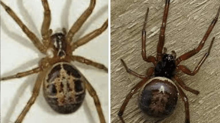 National Poisons Information Centre warns public over increase in false widow spiders National Poisons Information Centre warns public over increase in false widow spiders