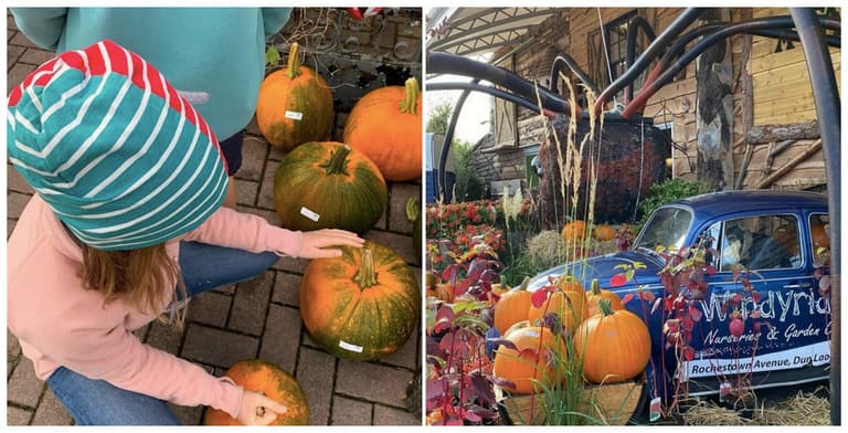 No pumpkin patch tickets? This Dublin garden centre is the next best thing No pumpkin patch tickets? This Dublin garden centre is the next best thing