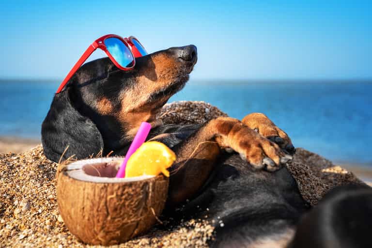 This dog can fetch cocktails for its owner when it hears “gin o’clock” This dog can fetch cocktails for its owner when it hears “gin o’clock”