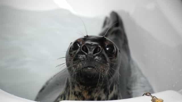 WIN: An immersive family day out spent with rescued (and incredibly adorable) seals WIN: An immersive family day out spent with rescued (and incredibly adorable) seals