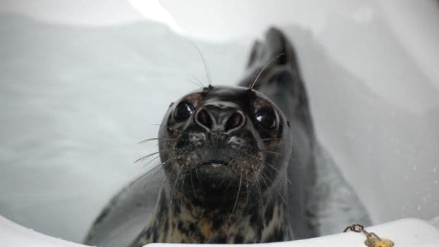 WIN: An immersive family day out spent with rescued (and incredibly adorable) seals WIN: An immersive family day out spent with rescued (and incredibly adorable) seals