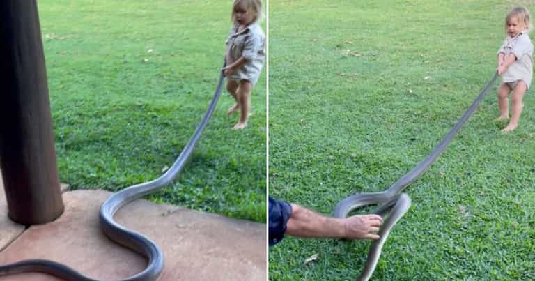 Toddler helps ‘Outback Wrangler’ dad remove massive snake Toddler helps ‘Outback Wrangler’ dad remove massive snake