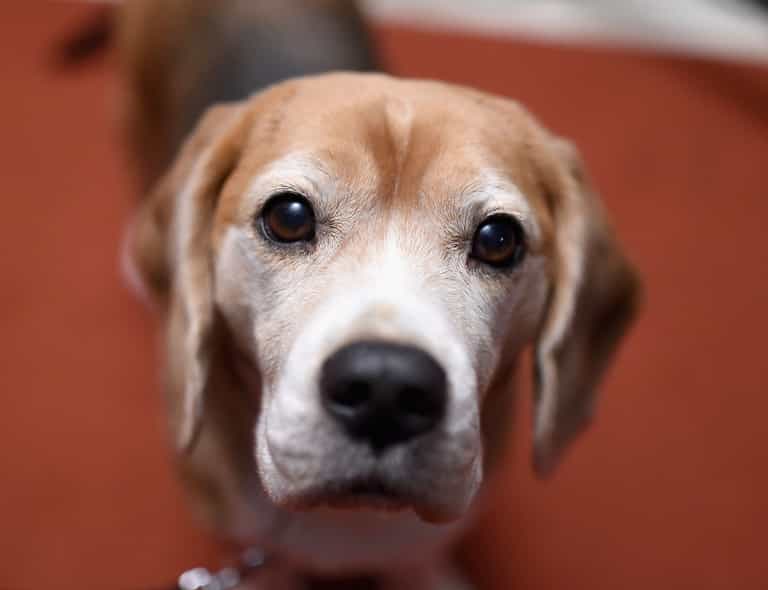 Pet dog catches Covid from its owner for first time in UK Pet dog catches Covid from its owner for first time in UK