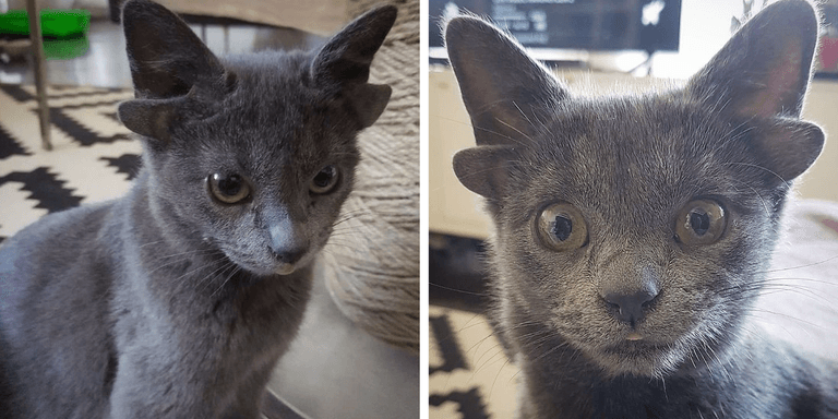 An adorable kitten that was born with four ears has gone viral An adorable kitten that was born with four ears has gone viral
