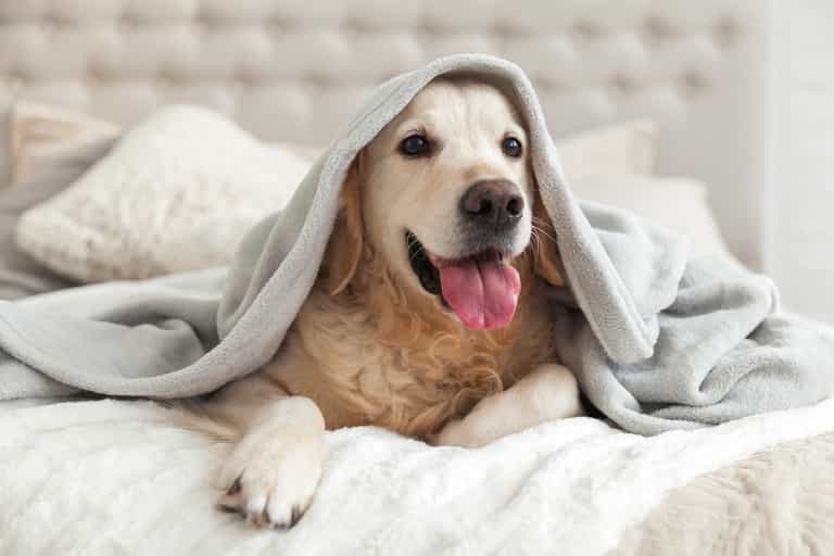 Ireland’s most popular dog names for 2021 have been revealed Ireland’s most popular dog names for 2021 have been revealed