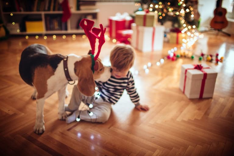 Warning issued to children who have asked Santa for a pet this Christmas Warning issued to children who have asked Santa for a pet this Christmas